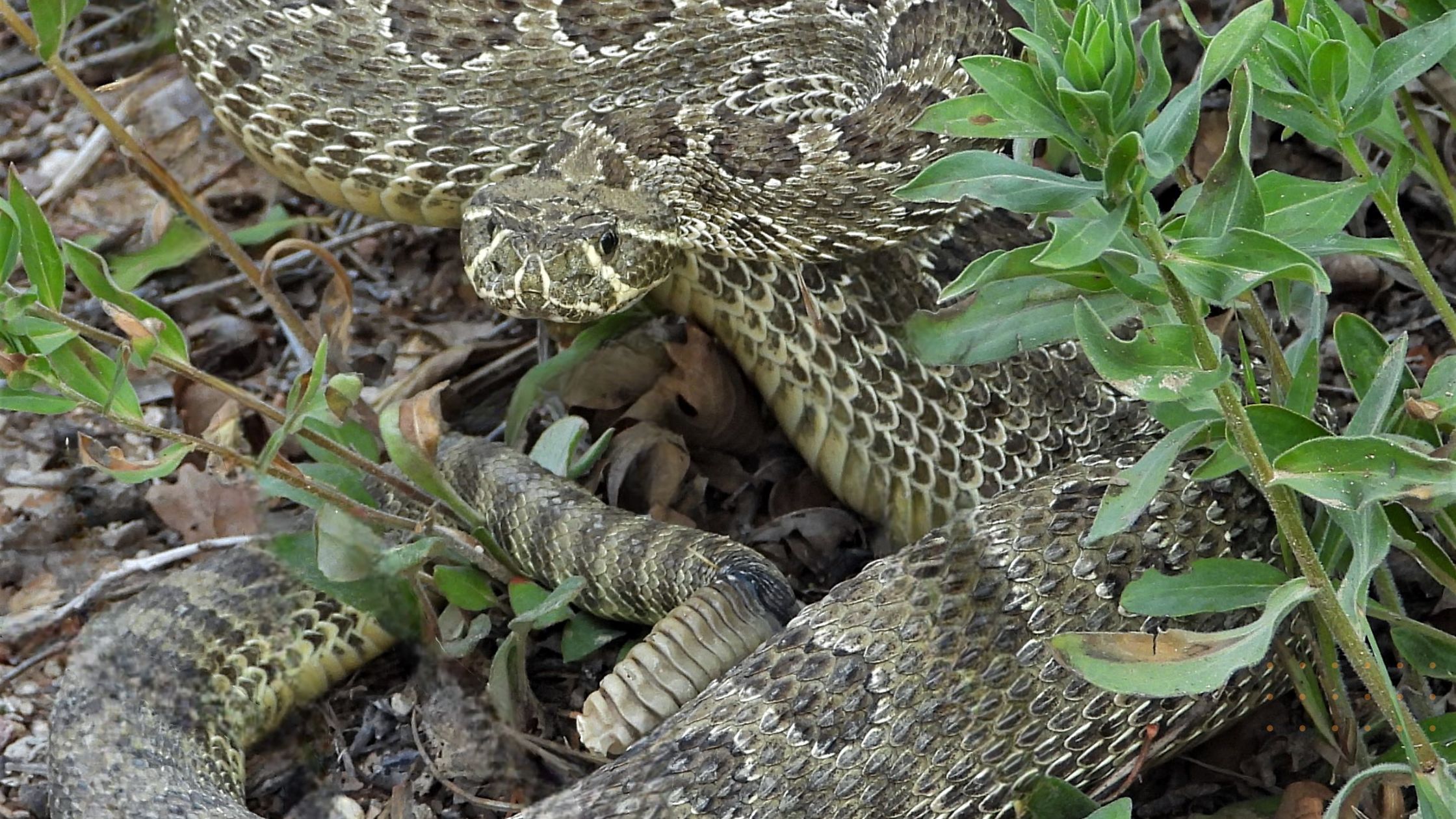 Rattlesnakes and Antivenin