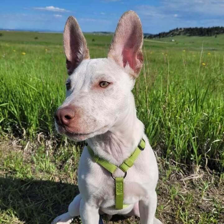 Veterinarian Near Me In Colorado Springs, CO